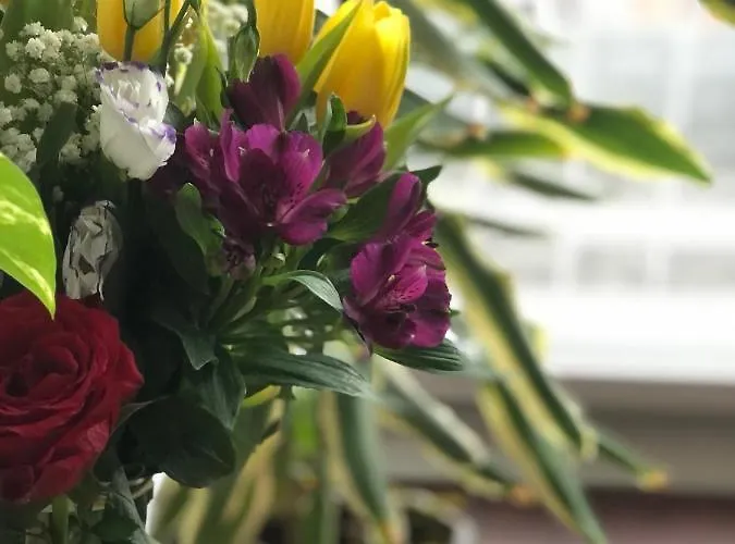 Daire Sokolov Semendire